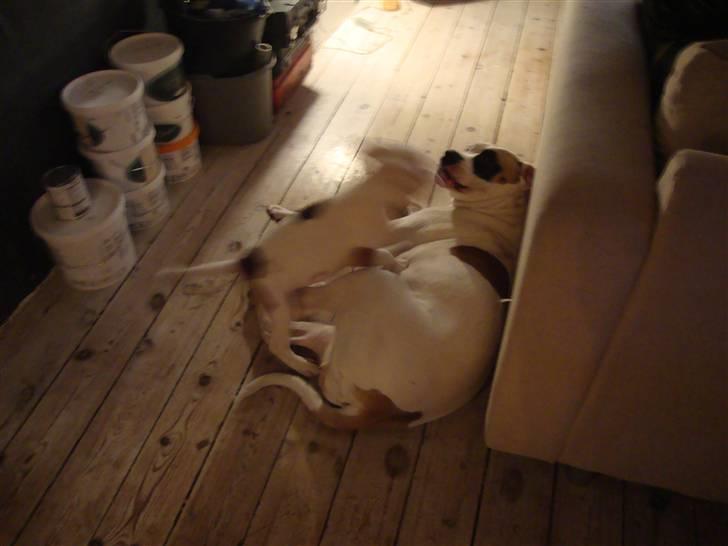 Staffordshire bull terrier Ozzy billede 9