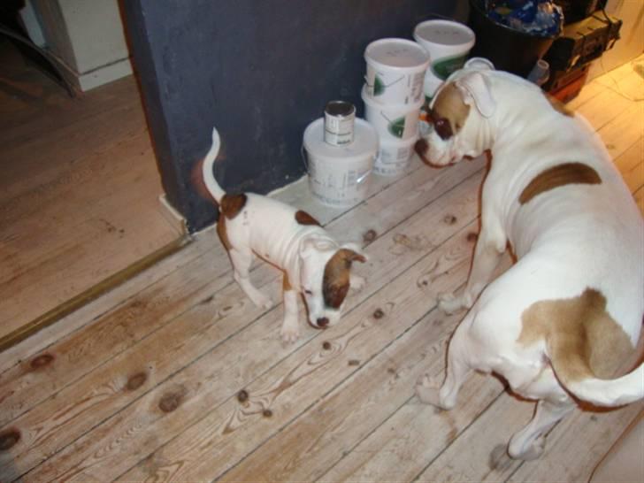 Staffordshire bull terrier Ozzy billede 10