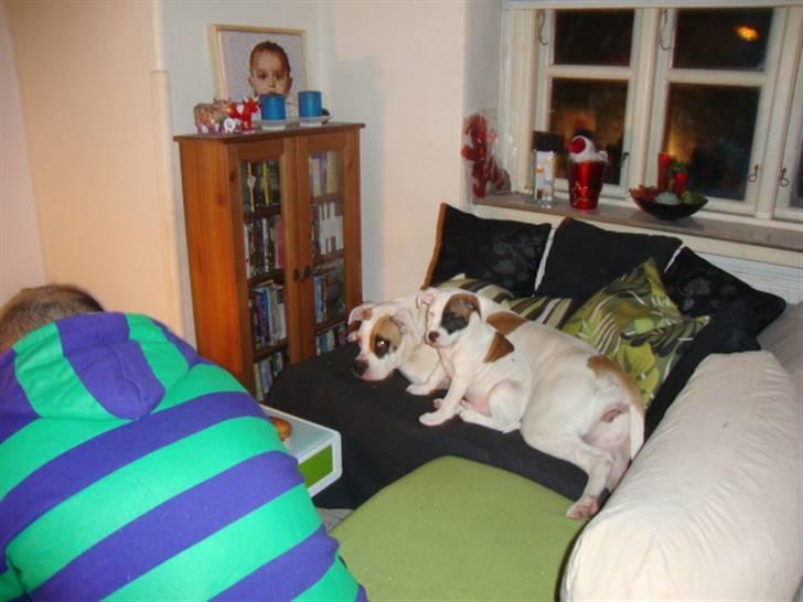 Staffordshire bull terrier Ozzy billede 11