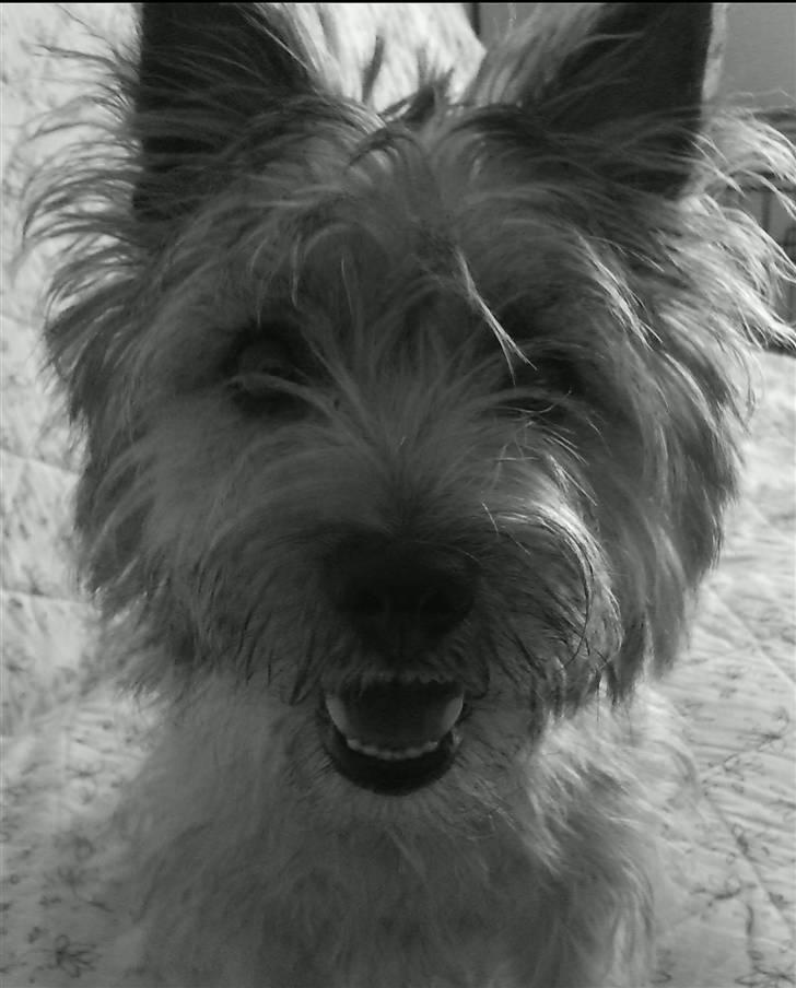 Cairn terrier Nova R.I.P. - Frække hunden billede 14