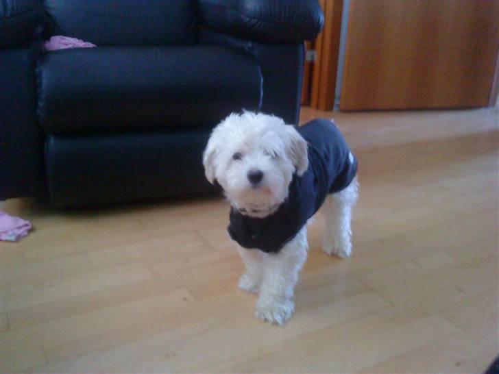 Malteser Manse - Så kær <3 billede 7