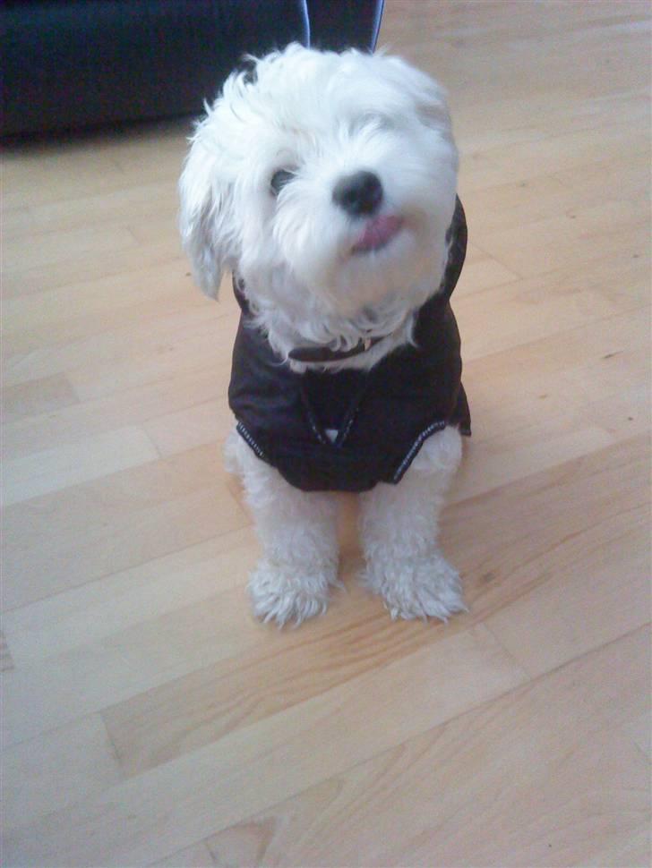 Malteser Manse billede 8