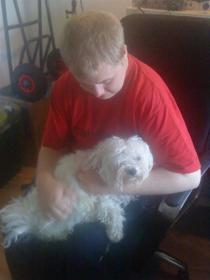 Malteser Manse - Pelsen var meget ødelagt, fyldt med savsmuld, og knuder. :( billede 9