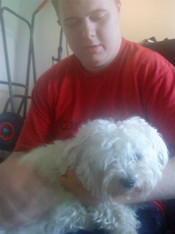 Malteser Manse - Lige da vi havde fået ham .  billede 10