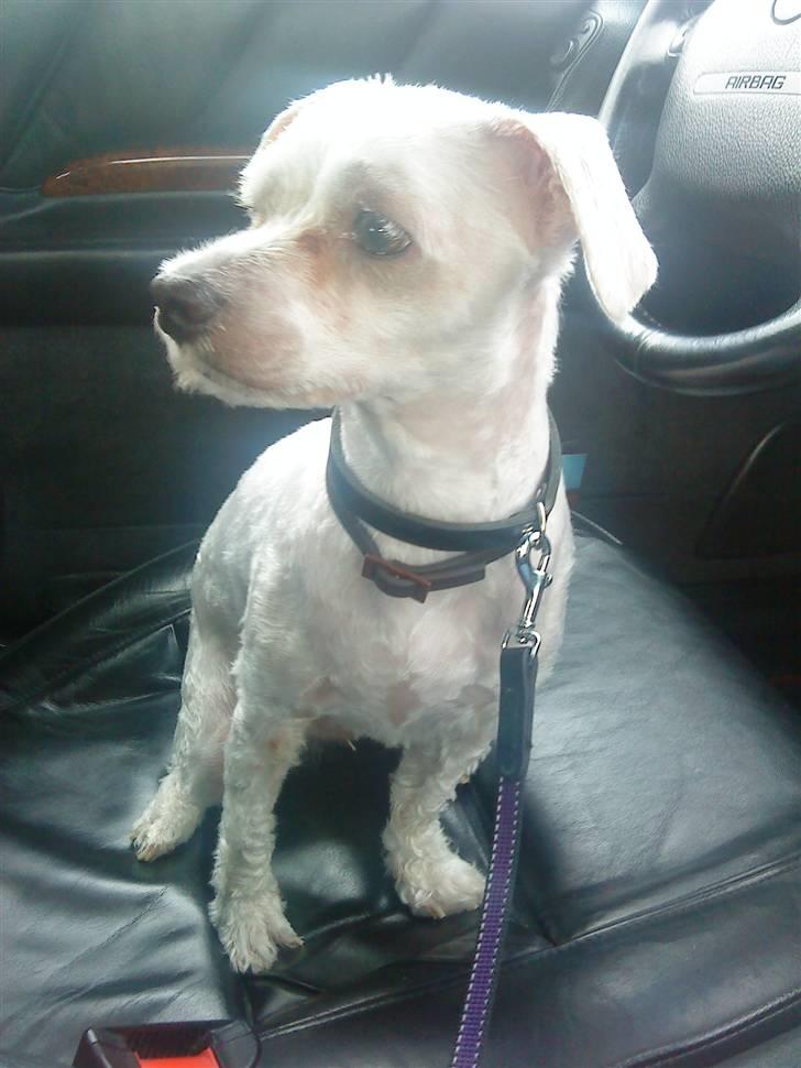 Malteser Manse - Hans pels var ødelagt, så det røg af .. billede 11