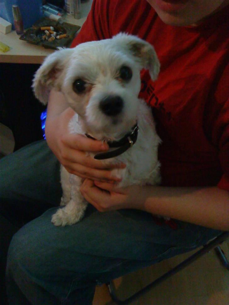 Malteser Manse billede 13