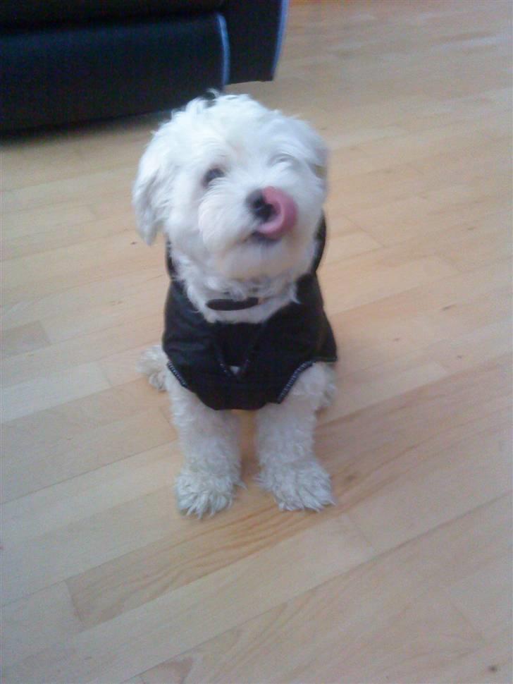 Malteser Manse - Kom nu mor , vi skal jo ud i sneen og lege :D billede 14