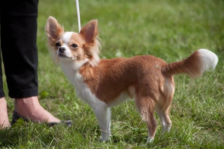 Chihuahua Maslaks Ada - 9 mdr (foto: M. Boel) billede 3