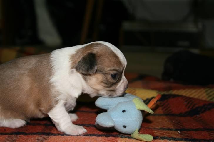 Chihuahua Maslaks Ada - 19 dage gammel billede 15