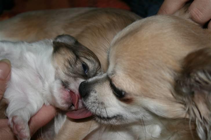 Chihuahua Maslaks Ada - 19 dage gammel billede 16