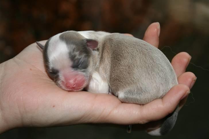 Chihuahua Maslaks Ada - 0 dage gammel billede 19