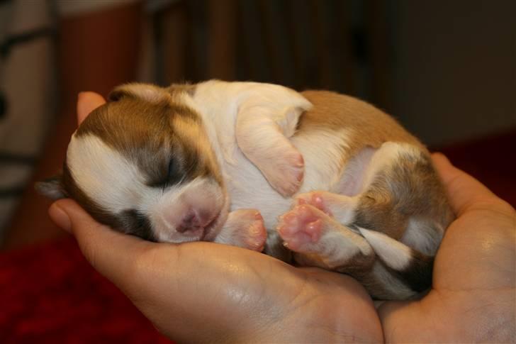 Chihuahua Maslaks Ada - 14 dage gammel billede 17