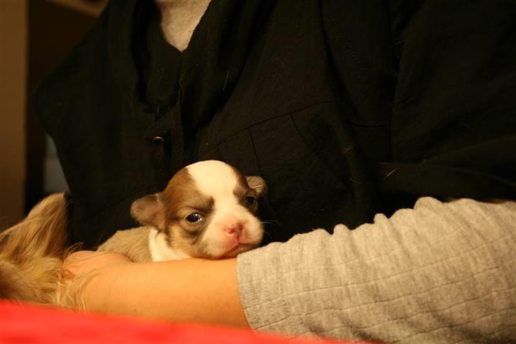 Chihuahua Maslaks Ada - 14 dage gammel billede 18