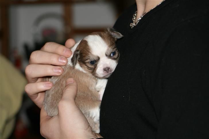 Chihuahua Maslaks Ada - 24 dage gammel billede 14