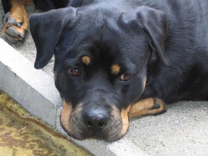 Rottweiler Nikki  *R.I.P.* billede 12