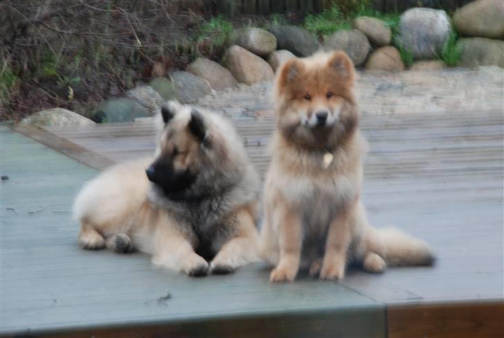 Eurasier Kærlundegård´s U-Akka - Her er det Akka der sider sammen med Nuka billede 7