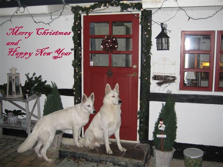 Hvid Schweizisk Hyrdehund Cherie - Glædelig Jul til Jer alle billede 8