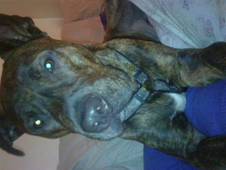 Amerikansk staffordshire terrier Tiki billede 10