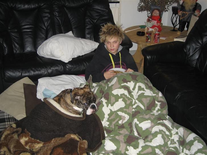 Olde english bulldogge spanger´s Babyface.(ATILA - Så er der dømt hygge sammen med Kristian...NICE billede 13