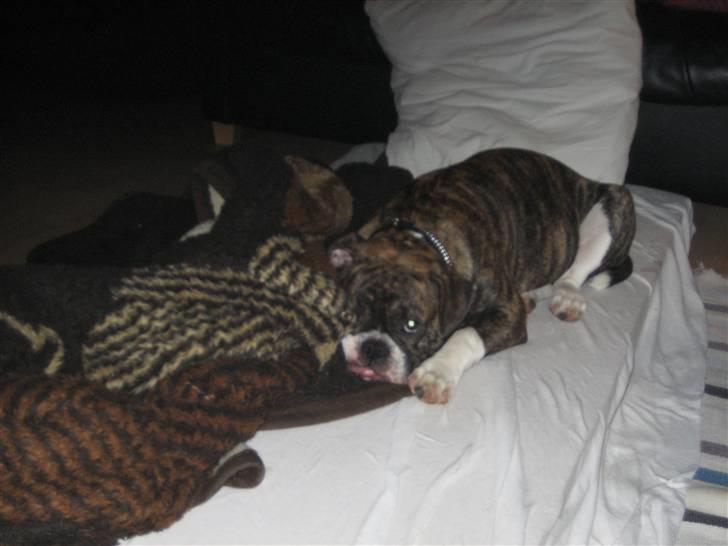 Olde english bulldogge spanger´s Babyface.(ATILA - Gidder ikke stå op......Far står og kalder på mig...uff billede 14