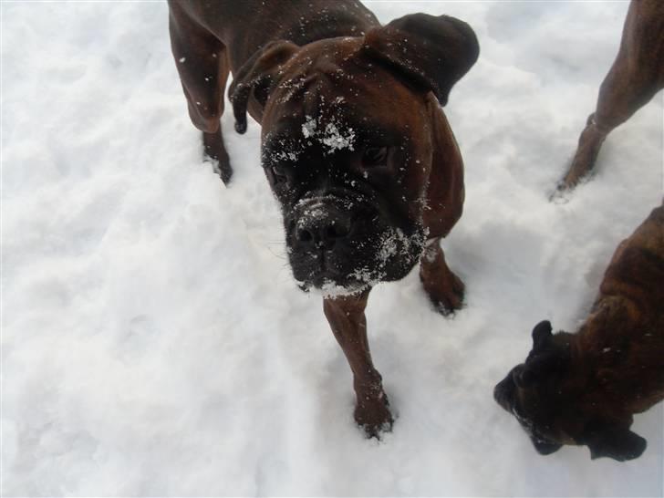 Boxer lovis  - dejligt med sne billede 18