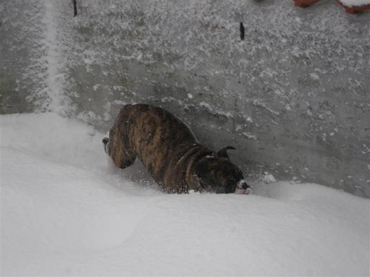 Olde english bulldogge spanger´s Babyface.(ATILA - Ufff det er koldt,og sjovt billede 15