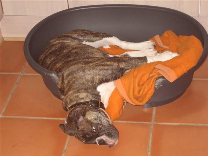 Olde english bulldogge spanger´s Babyface.(ATILA - Det er så hårdt at lege i alt det sne billede 16