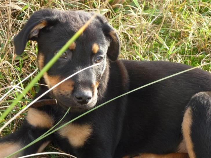 Blanding af racer Zingo - Zingo 11 uger :) billede 1