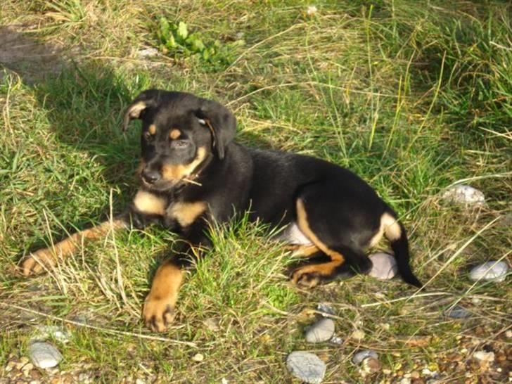 Blanding af racer Zingo - Zingo 11 uger :) billede 2