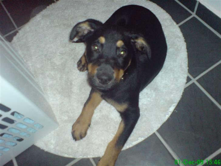 Blanding af racer Zingo - På badeværelset :) dejligt blødt. billede 3