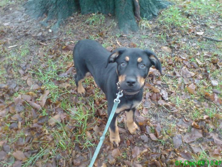 Blanding af racer Zingo - Tur i skoven med mor og far :) billede 4