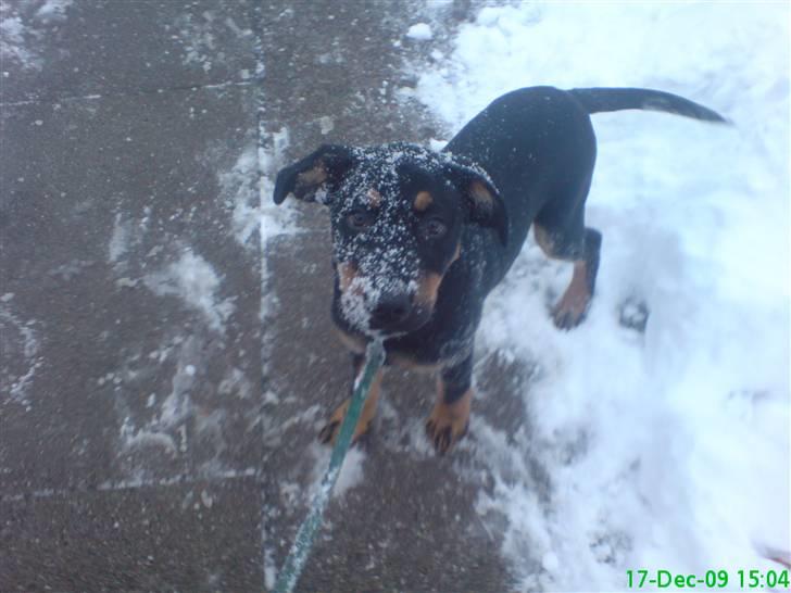 Blanding af racer Zingo - Så kom sneen!  billede 5