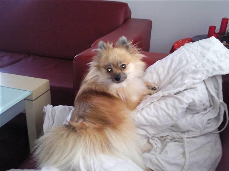 Pomeranian freja billede 6