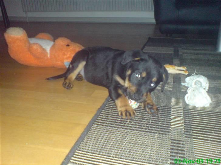 Blanding af racer Zingo - Zingo 8 uger gammel, et par dage efter vi havde fået ham :) billede 7