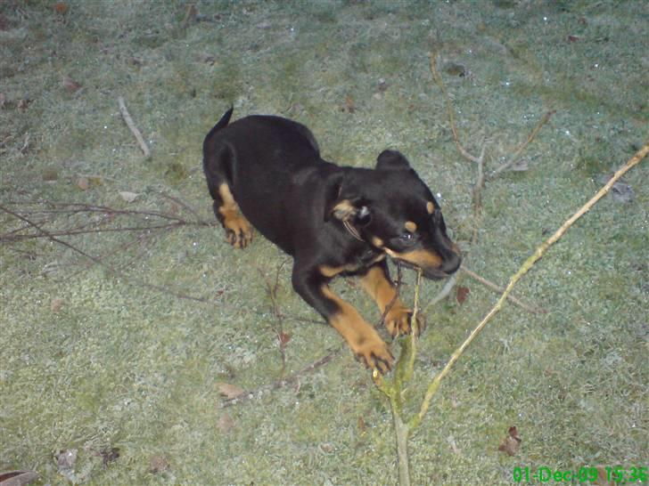 Blanding af racer Zingo - Ude i haven og lege med pinde :) billede 8