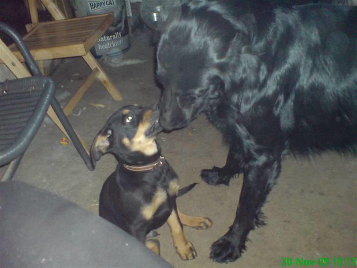 Blanding af racer Zingo - Zingo leger med hans bedste ven Dino :) billede 9