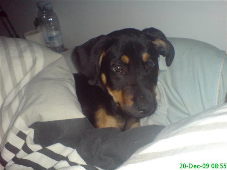 Blanding af racer Zingo - Zingo har fået kravlet sig op i sengen :) (15 uger) billede 10