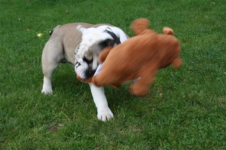 Engelsk bulldog Quark - Han fik en Bulldog bamse i fødselsdags gave af farmor og farfar ;-) billede 14