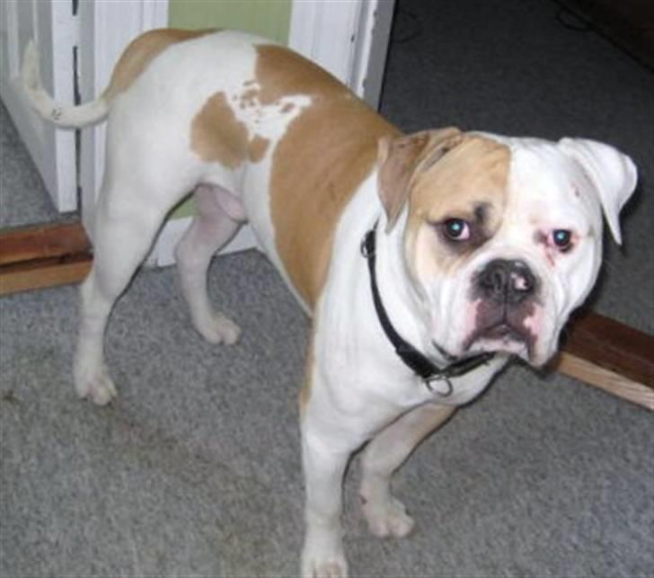 Amerikansk bulldog Buller (solgt) billede 5