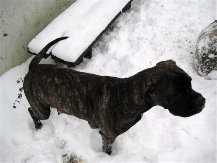 Blanding af racer Mallie  billede 18