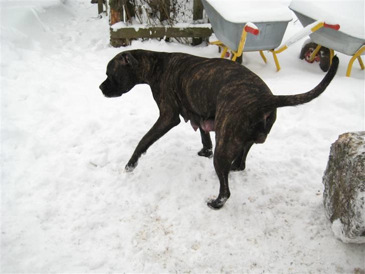 Blanding af racer Mallie  billede 19