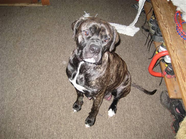 Blanding af racer Mallie  billede 20