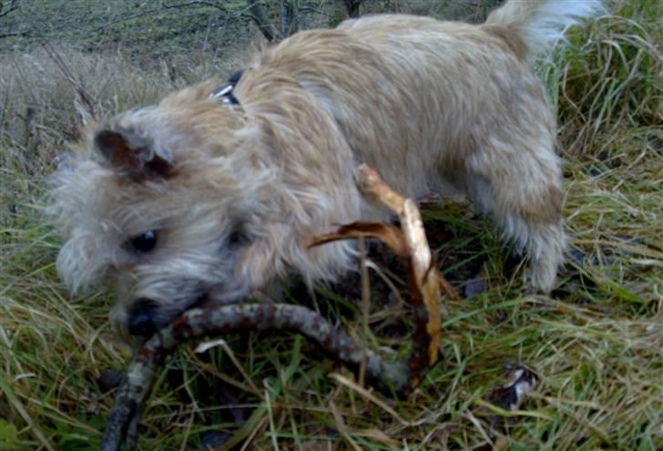 Cairn terrier Nova R.I.P. - Ved at dræbe en pind billede 15