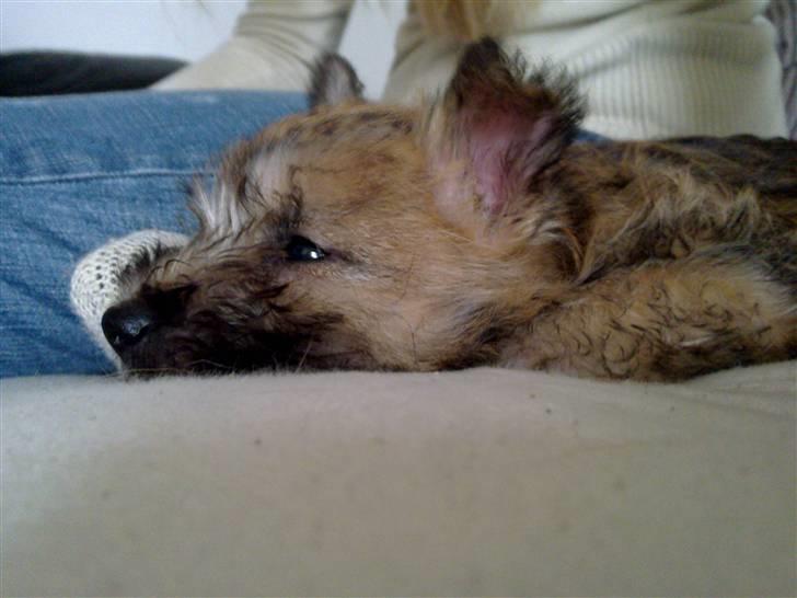 Cairn terrier Nova R.I.P. - *suk* fjern nu det kamera billede 19