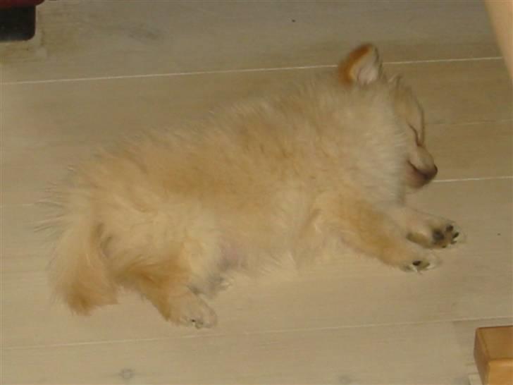 Pomeranian Tiggo billede 10