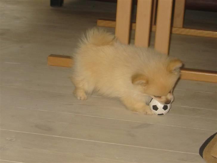 Pomeranian Tiggo billede 11