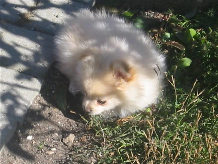 Pomeranian Tiggo billede 12