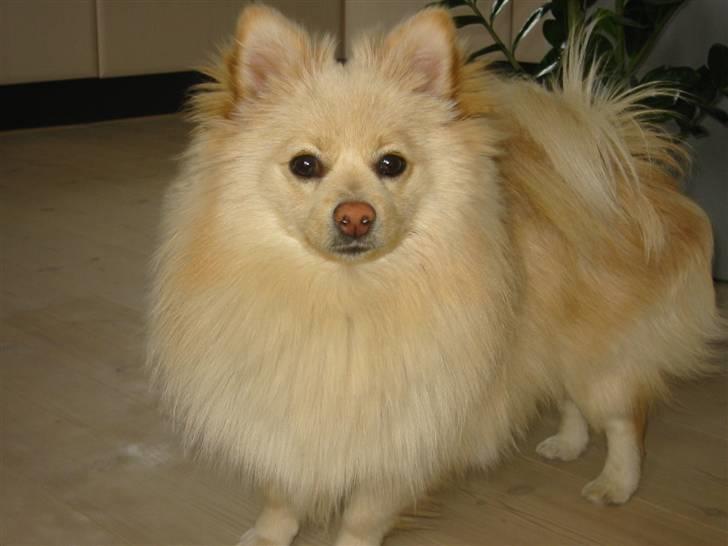 Pomeranian Tiggo billede 13