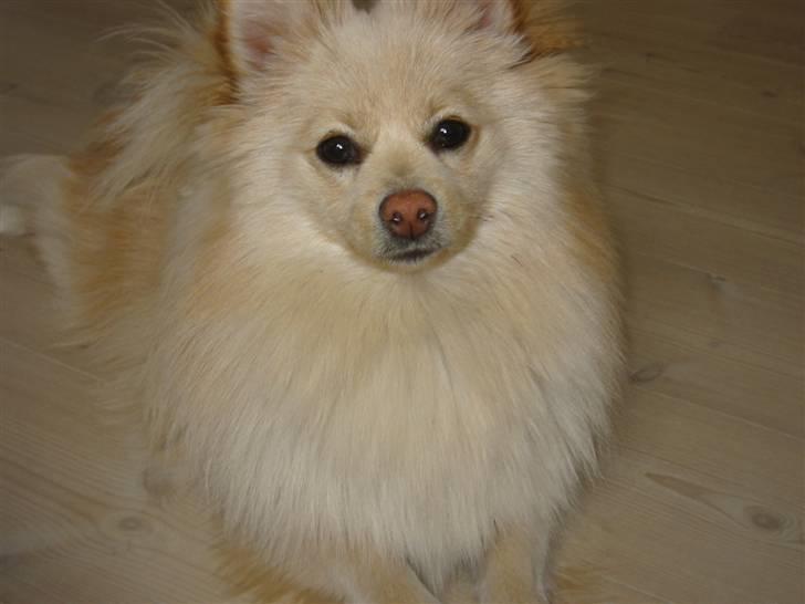 Pomeranian Tiggo billede 14