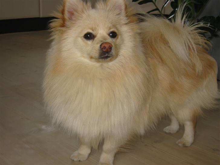 Pomeranian Tiggo billede 15